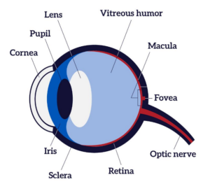 eye's anatomy image