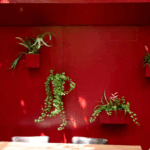Plants in a red wall in a café for productivity and wellness | Corporate Synergies