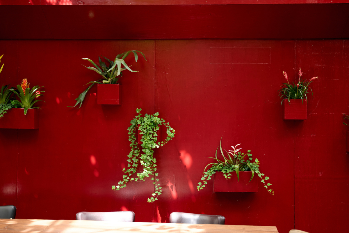 Plants in a red wall in a café for productivity and wellness | Corporate Synergies