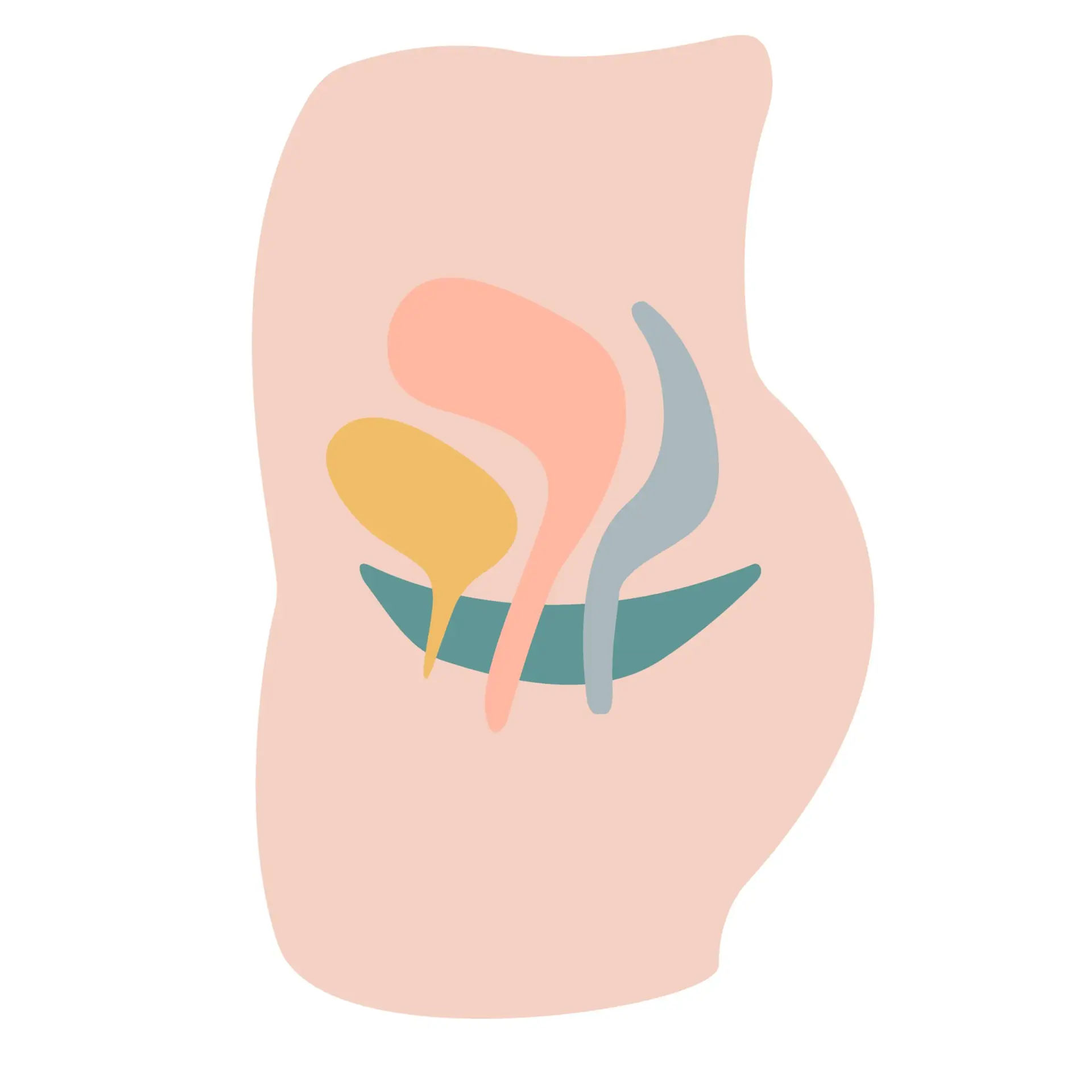 Female organs for a healthy pelvic floor | Corporate Synergies