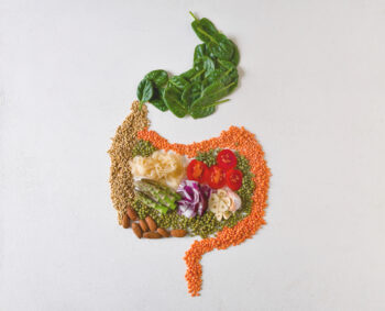Gut-shaped Fiber-Rich Ingredients for digestive health | Corporate Synergies