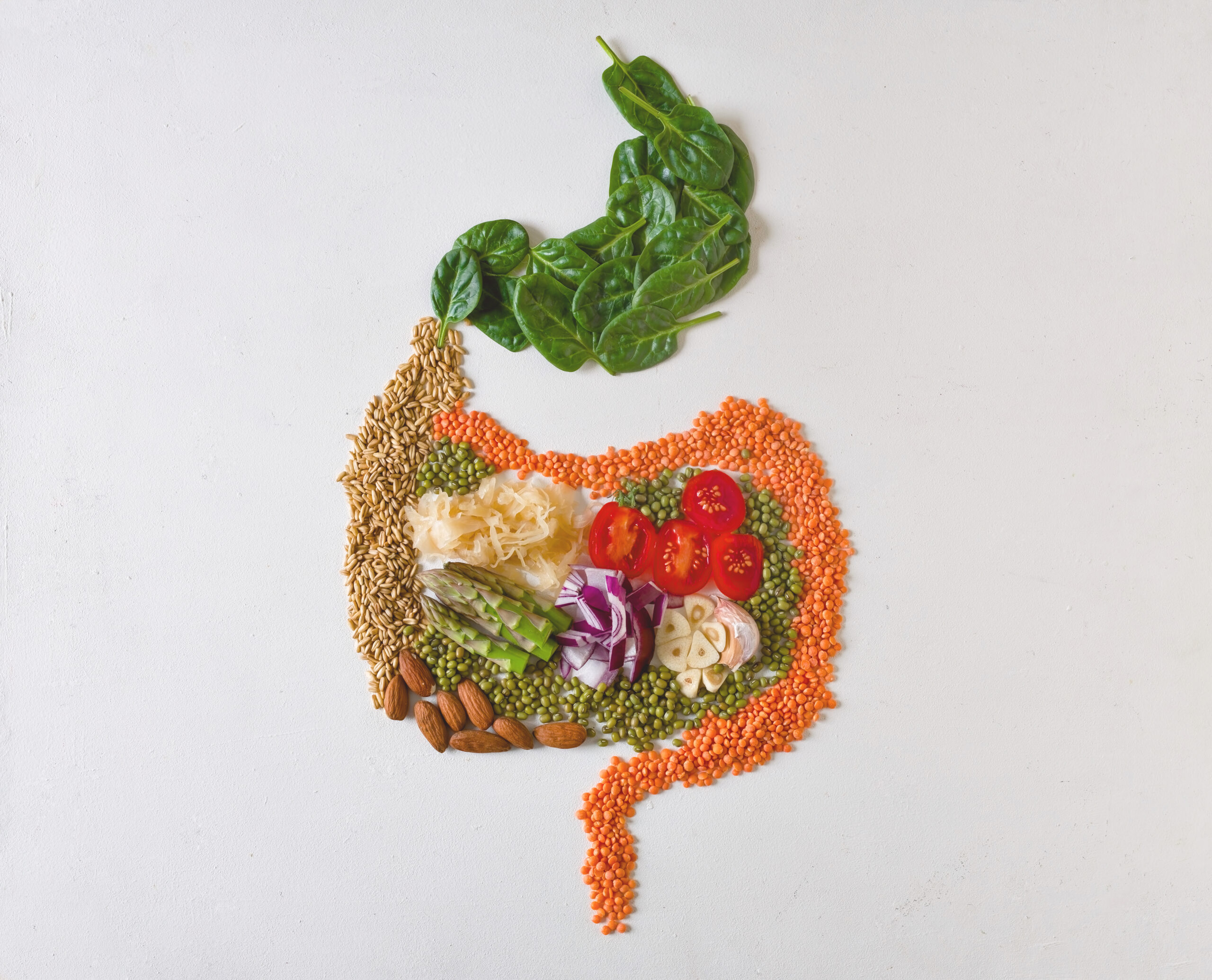 Gut-shaped Fiber-Rich Ingredients for digestive health | Corporate Synergies